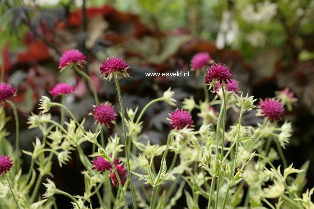 Knautia macedonica 'Thunder and Lightning'