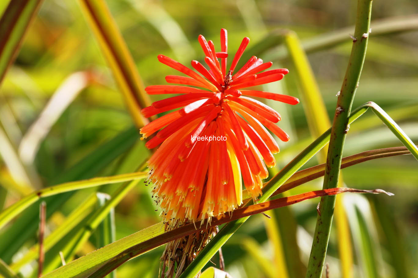 Kniphofia uvaria