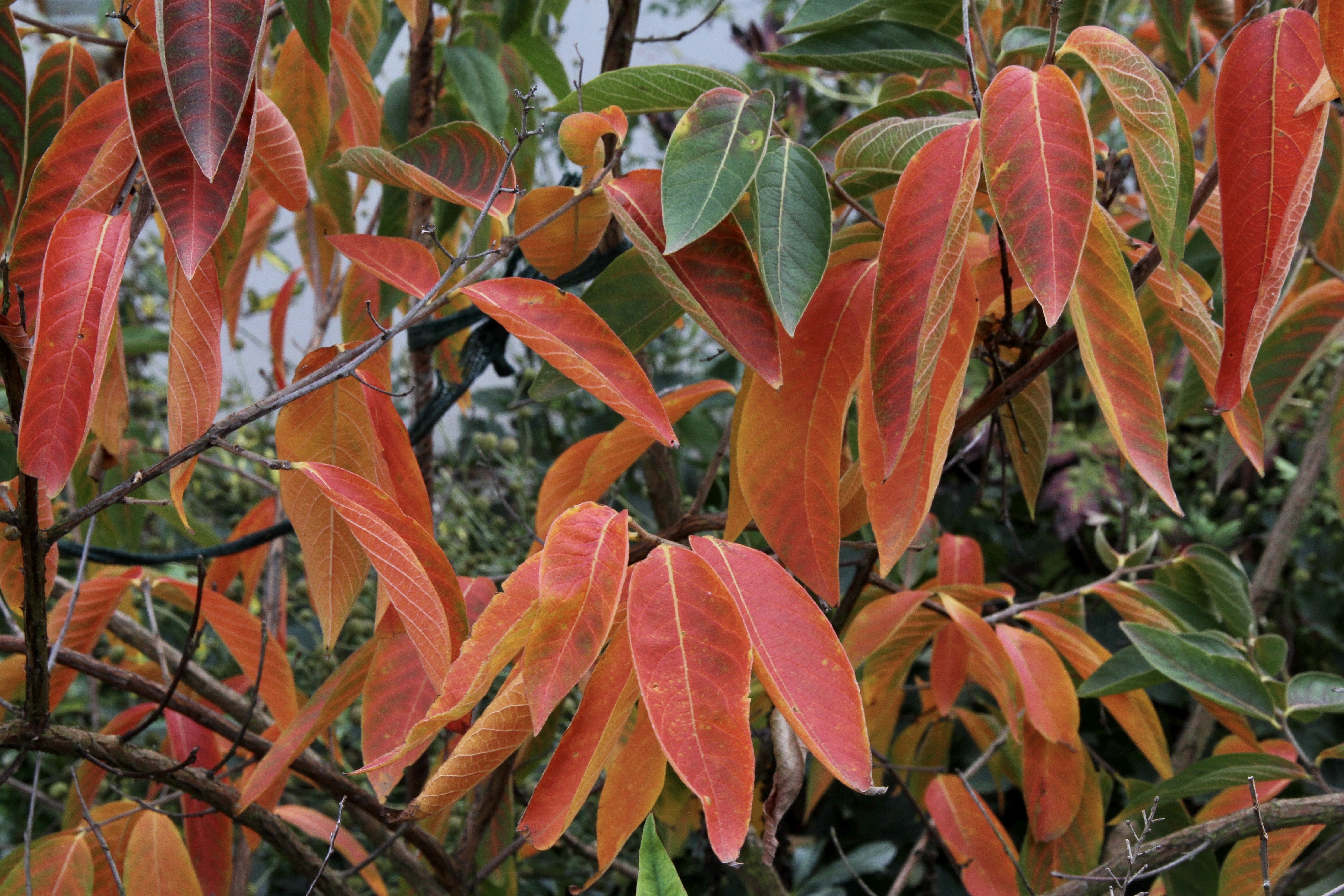 Lagerstroemia chekiangensis