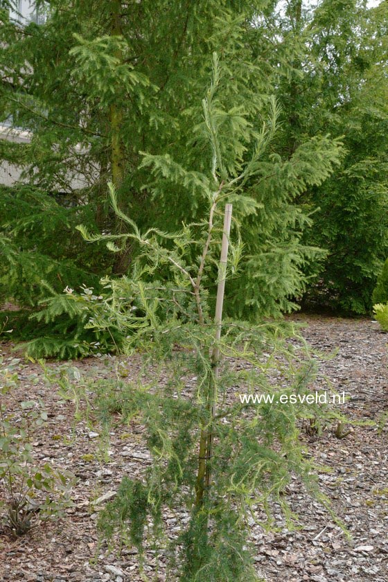 Larix decidua 'Horstmann Recurved'