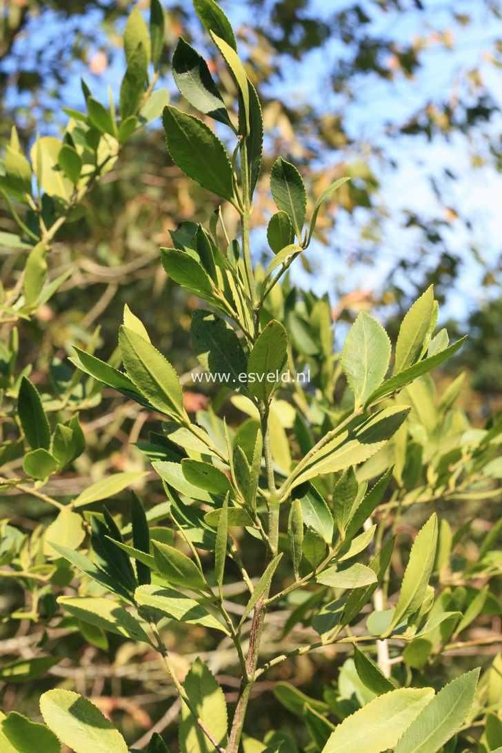 Laurelia sempervirens