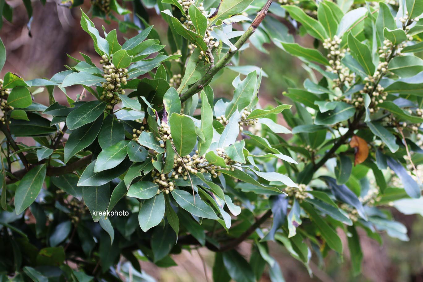 Laurus novocanariensis