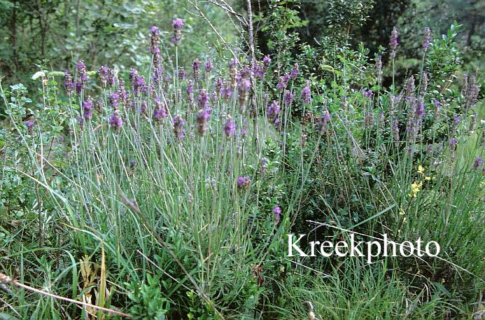 Lavandula angustifolia