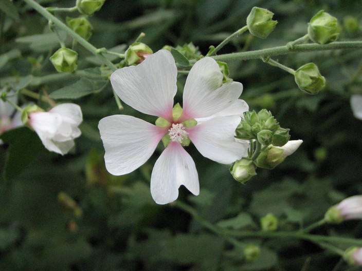 Lavatera 'Ice Cool'