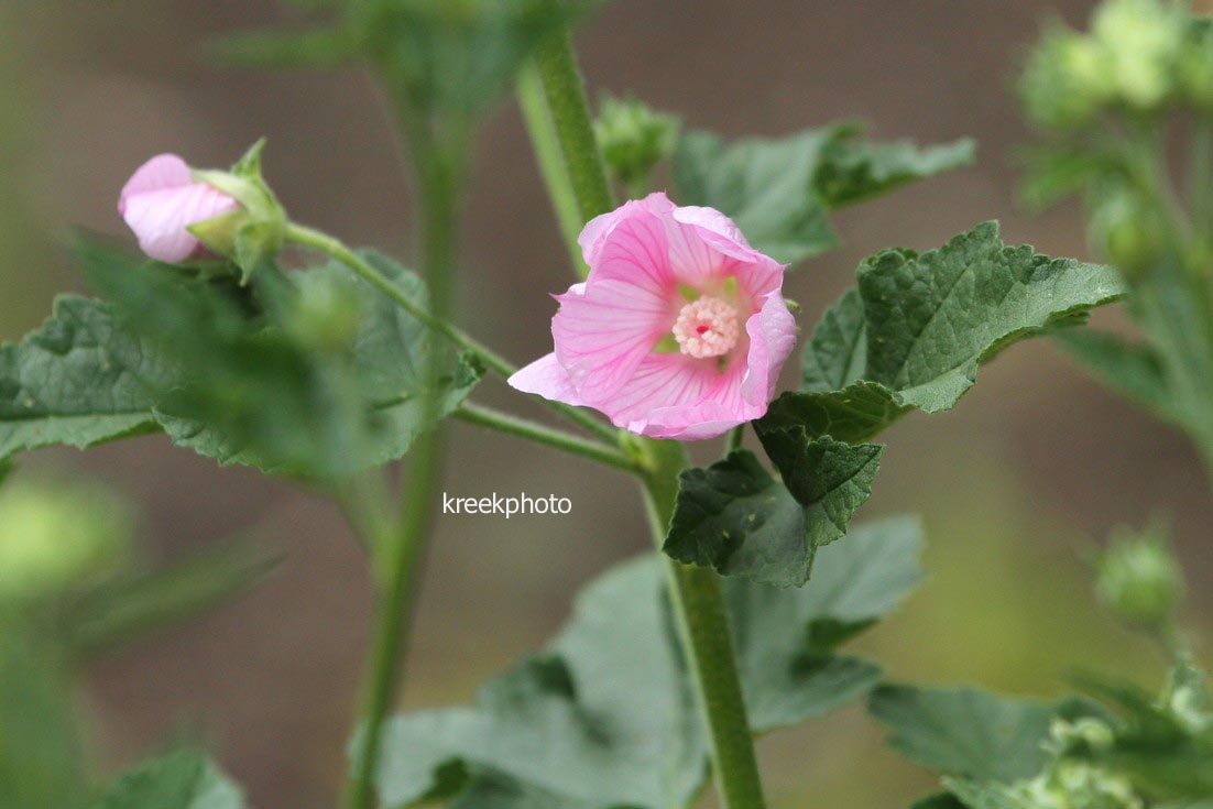Lavatera thuringiaca