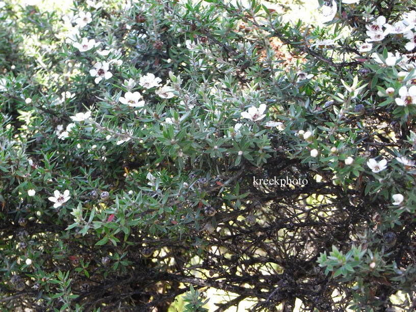 Leptospermum scoparium