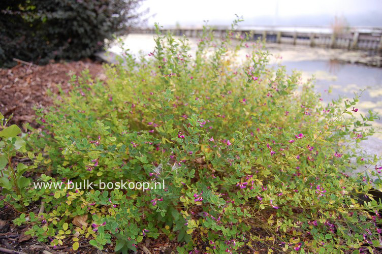Lespedeza bicolor 'Yakushima'