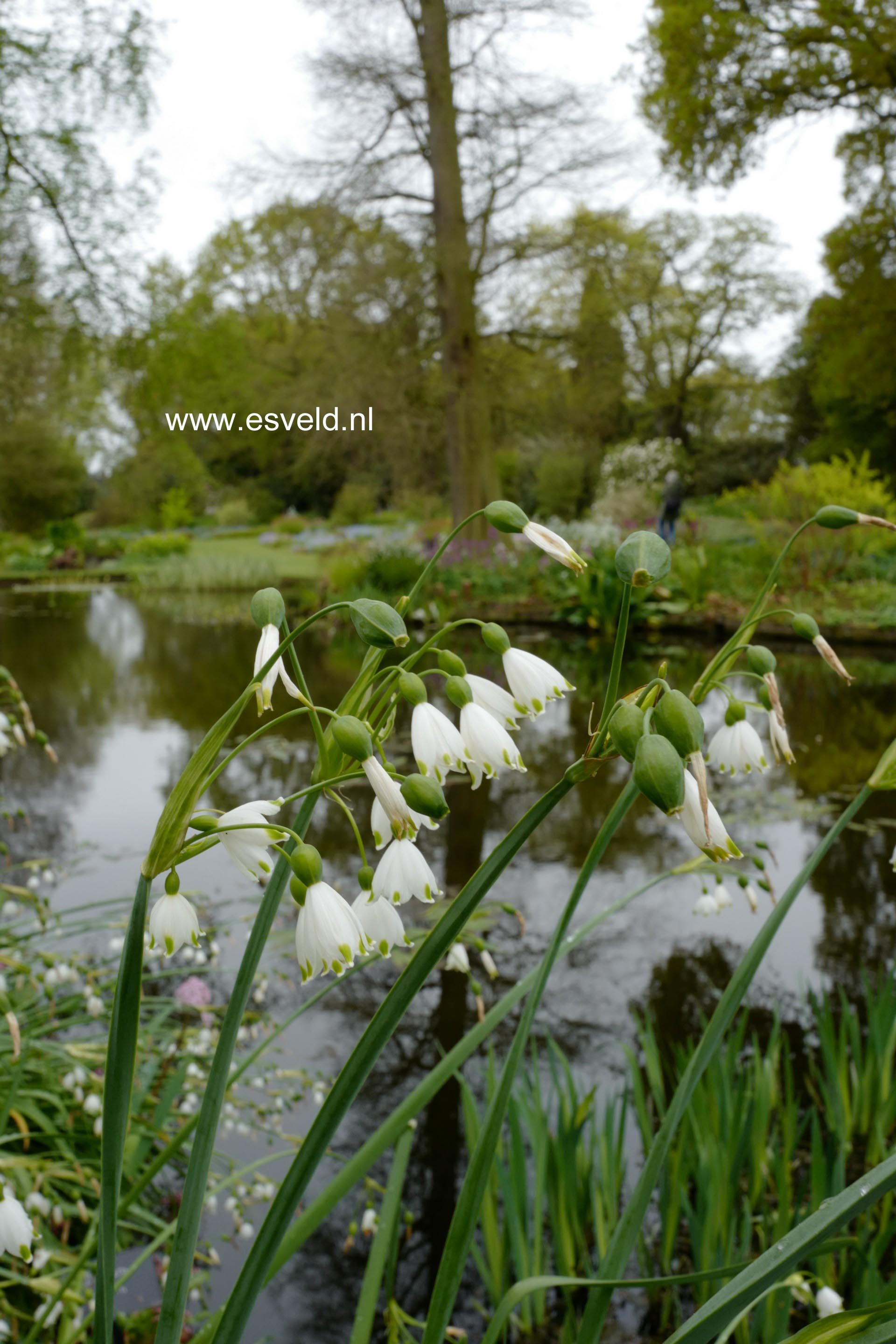 Leucojum aestivum 'Gravetye Giant'
