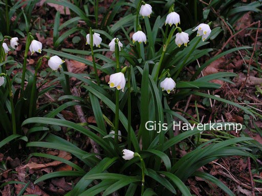 Leucojum vernum