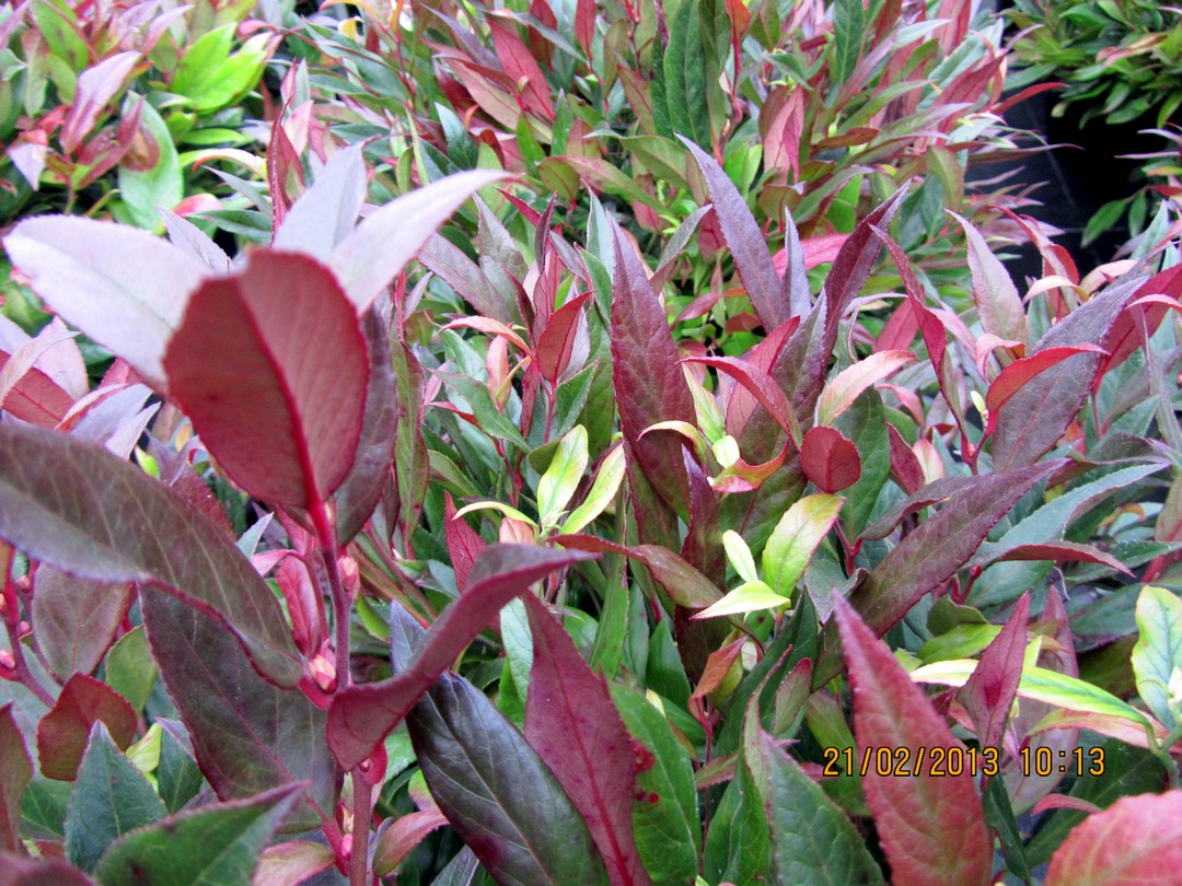Leucothoe 'Lipsbolwi' (RED LIPS)