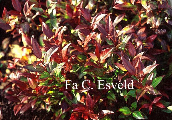 Leucothoe 'Zeblid' (SCARLETTA)