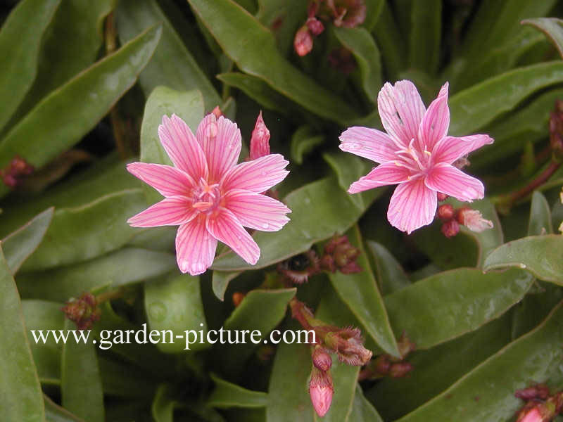 Lewisia cotyledon