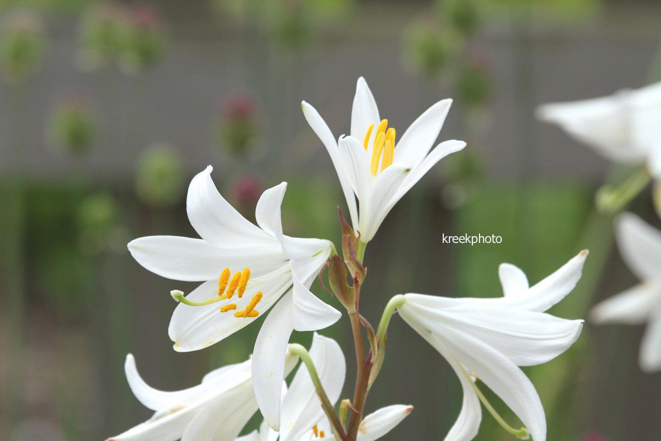 Lilium candidum