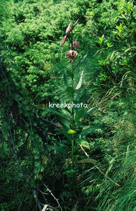 Lilium martagon