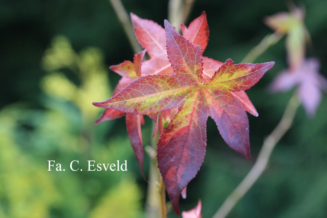 Liquidambar styraciflua 'Gotrev'