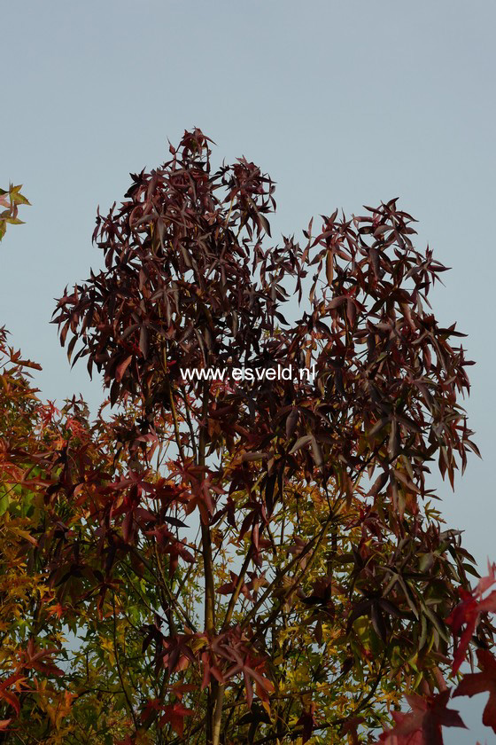 Liquidambar styraciflua 'Kia'