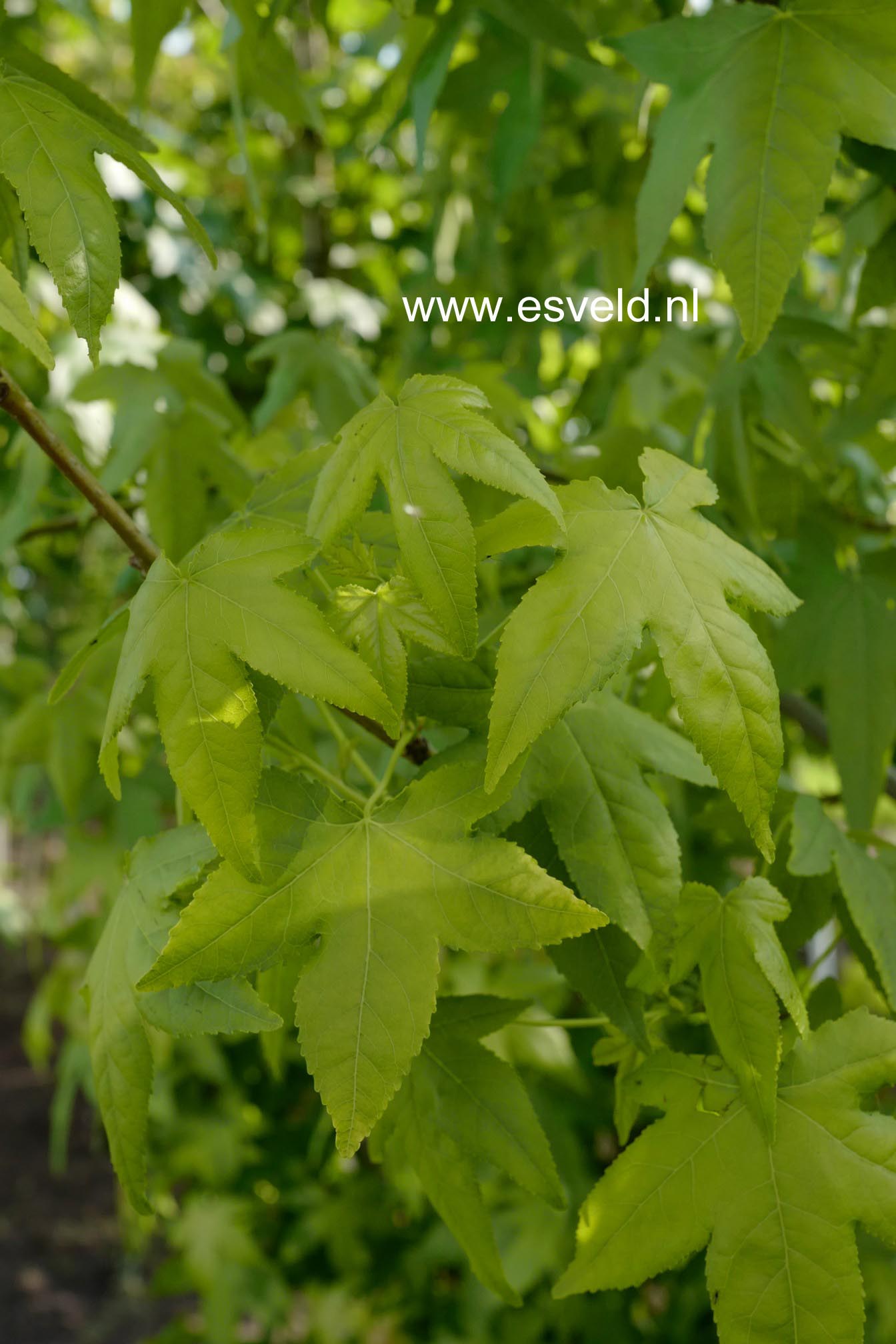 Liquidambar styraciflua 'Moonbeam'