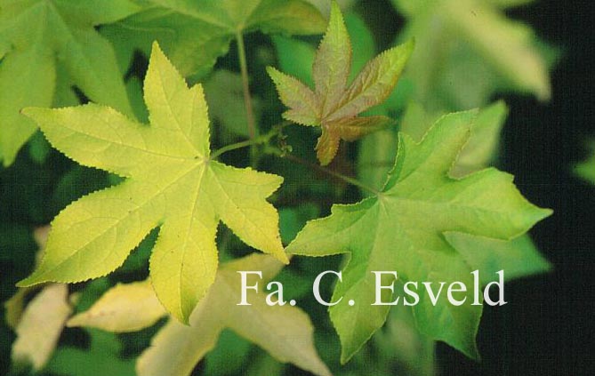 Liquidambar styraciflua 'Naree'