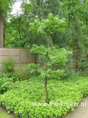 Liquidambar styraciflua 'Parasol'