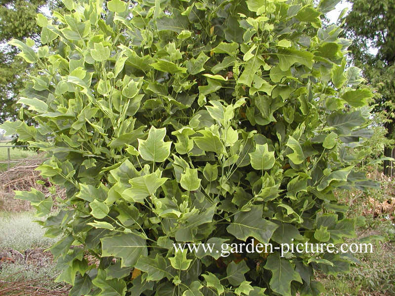 Liriodendron tulipifera 'Aureomarginatum'