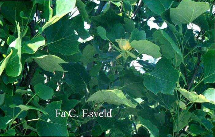 Liriodendron tulipifera 'Fastigiatum'