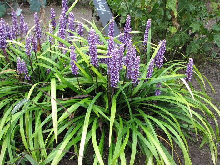 Liriope muscari 'Moneymaker'