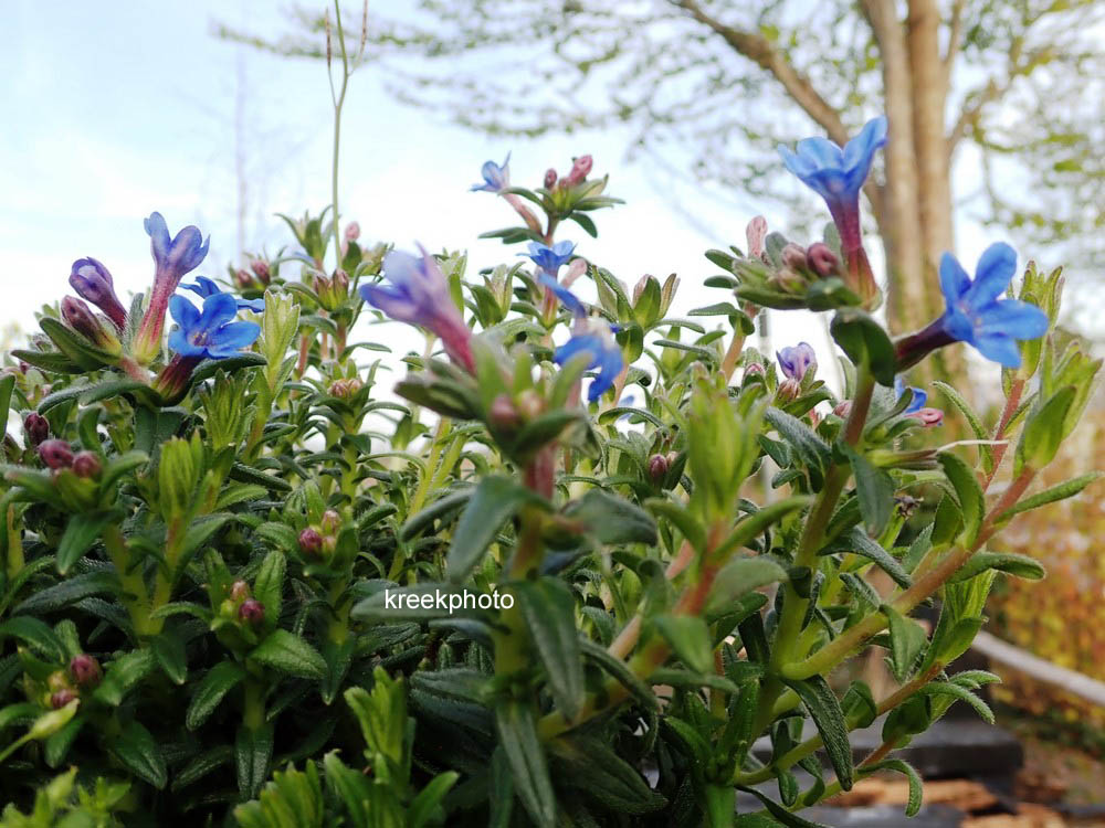 Lithodora diffusa 'Heavenly Blue'