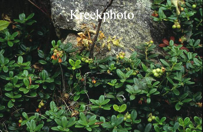Loiseleuria procumbens