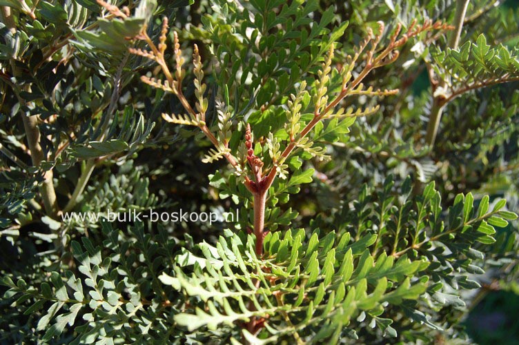 Lomatia ferruginea