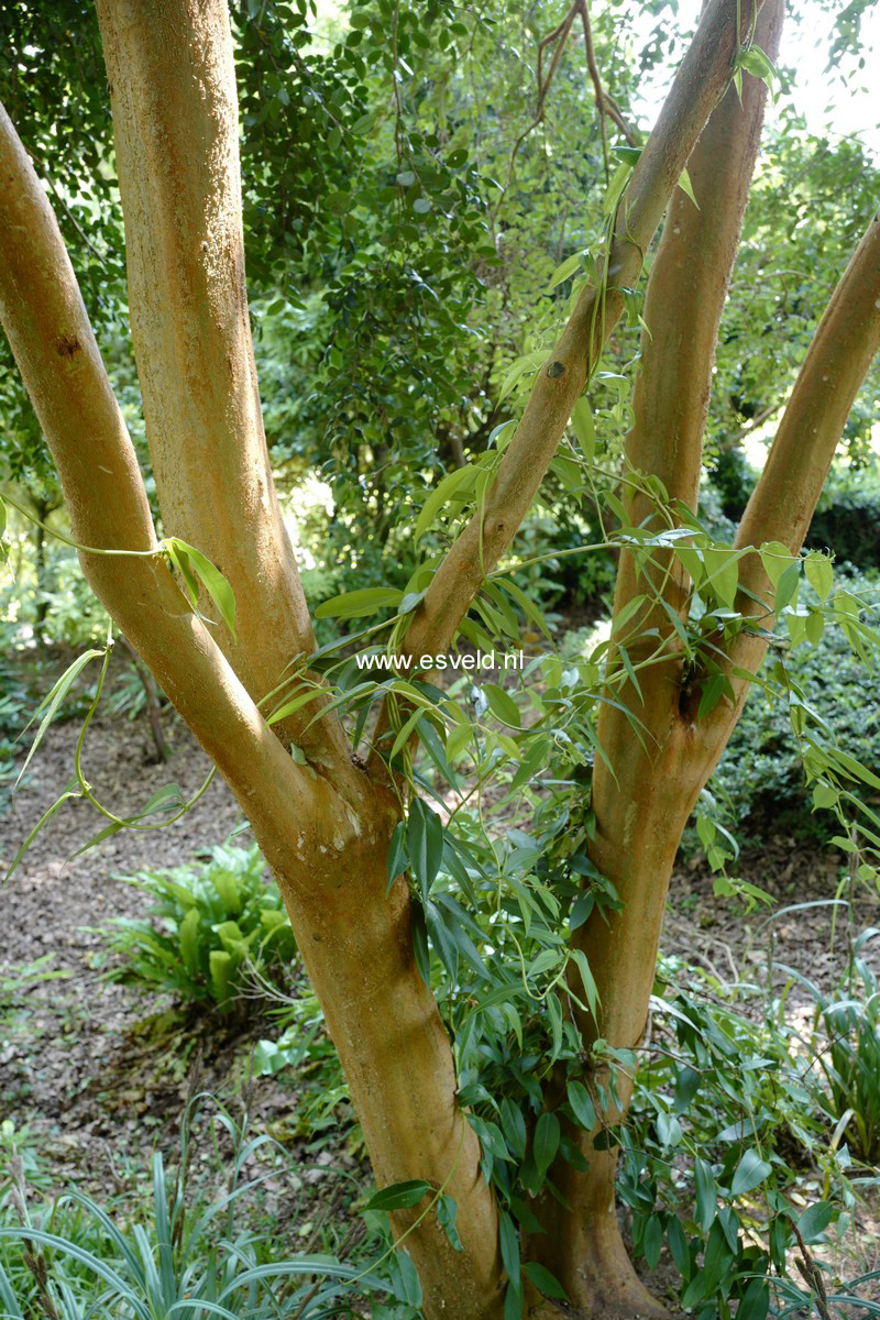 Lonicera alseuosmoides