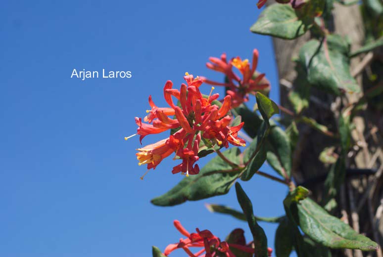 Lonicera brownii 'Fuchsioides'