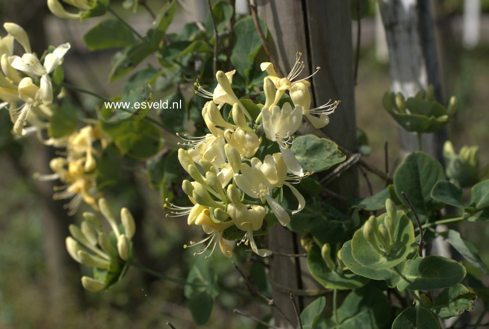 Lonicera caprifolium 'Anna Fletcher'