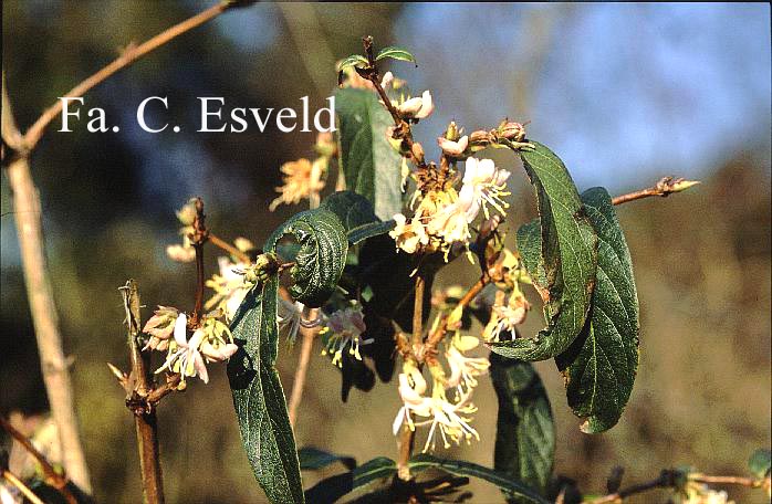 Lonicera deflexicalyx