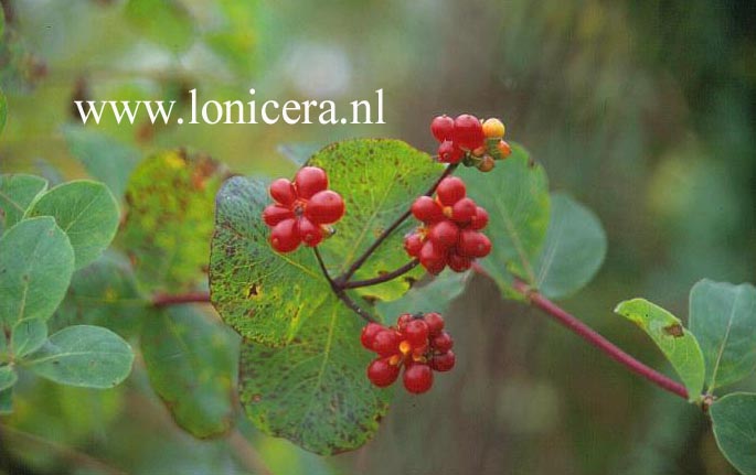 Lonicera etrusca