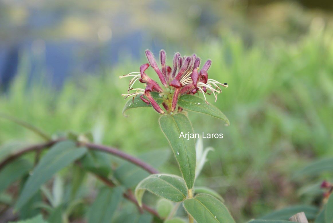 Lonicera giraldii