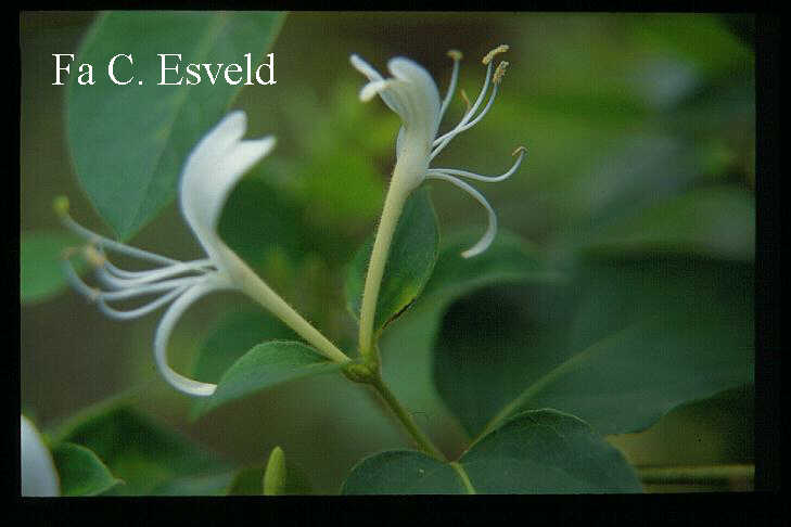 Lonicera hildebrandiana