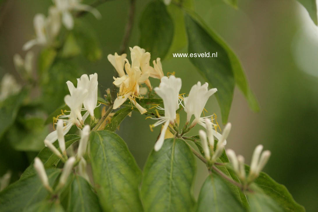 Lonicera maackii