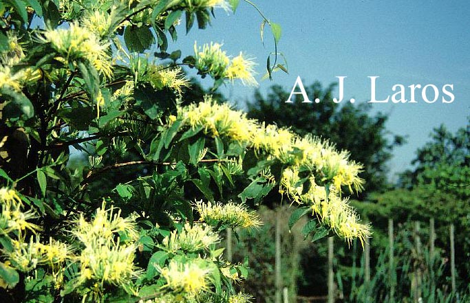 Lonicera macranthoides