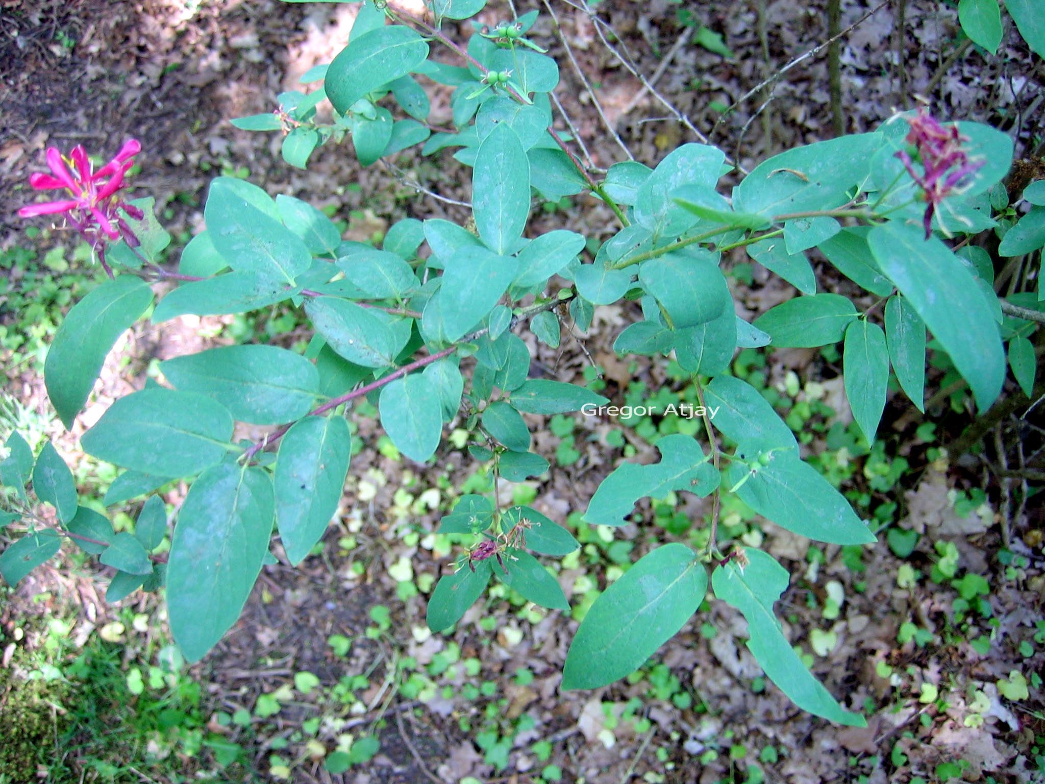 Lonicera morrowii