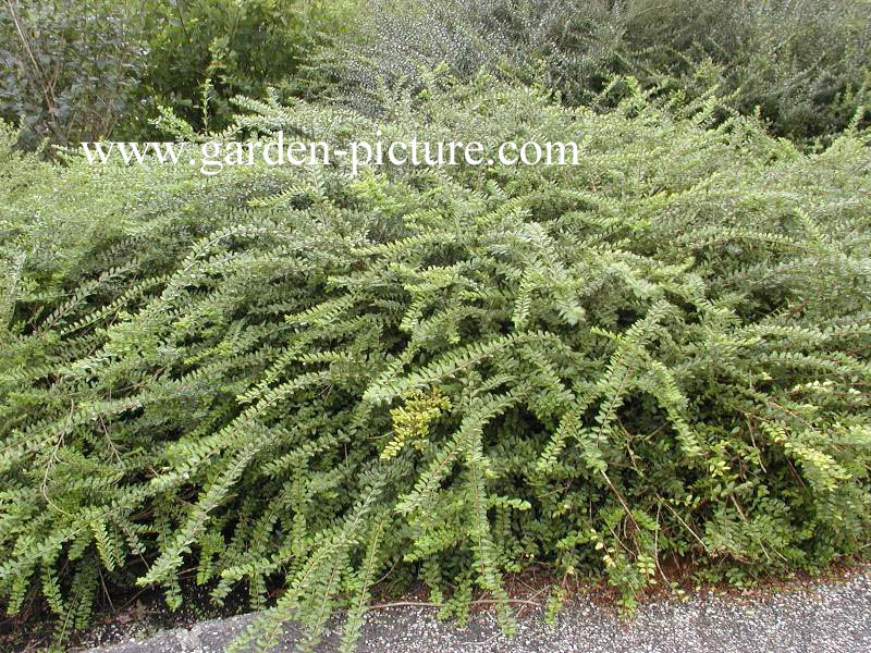Afbeeldingen en beschrijving van Lonicera nitida
