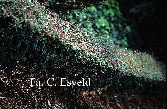 Lonicera nitida 'Red Tips'