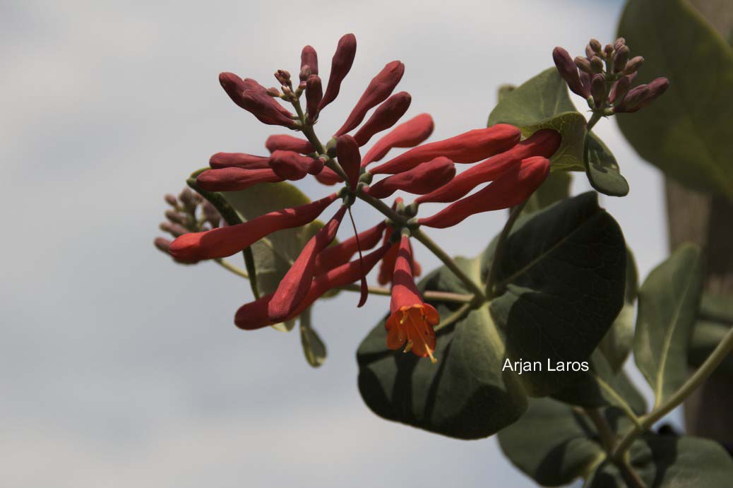 Lonicera sempervirens 'Leo'
