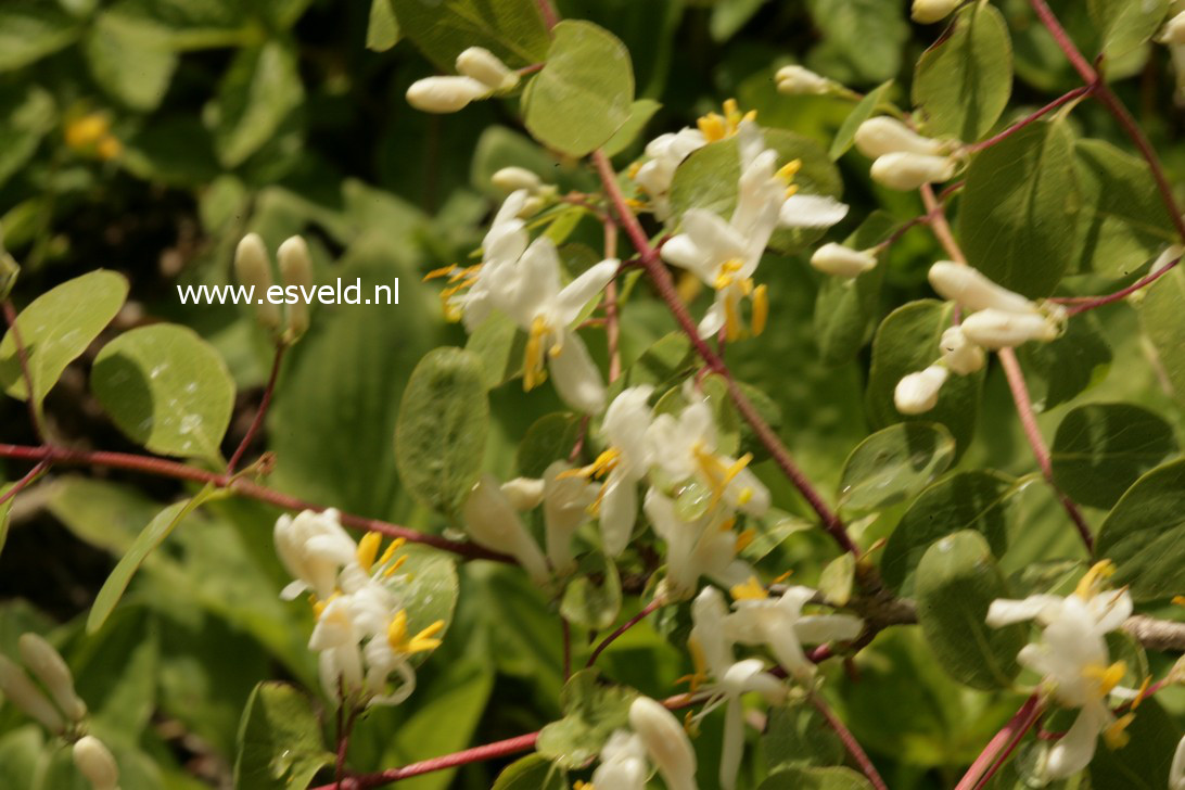 Lonicera vidalii