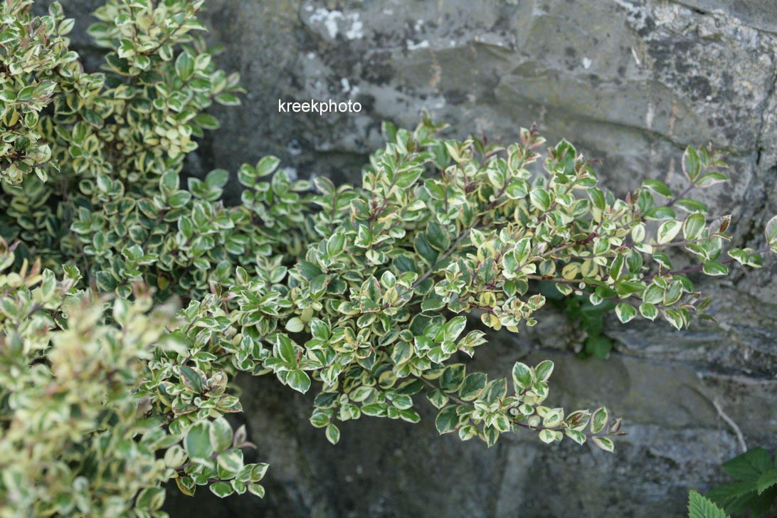 Luma apiculata 'Glenleam Gold'