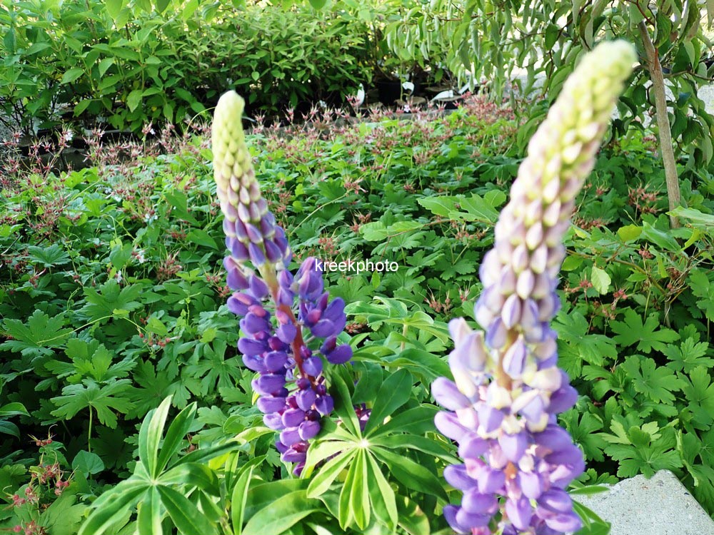 Lupinus 'Camelot Blue'