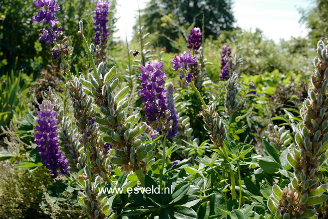 Lupinus 'Gallery Blue'