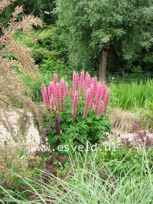 Lupinus 'Gallery Red'