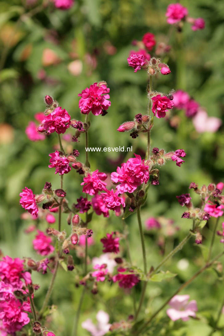 Lychnis viscaria 'Plena'