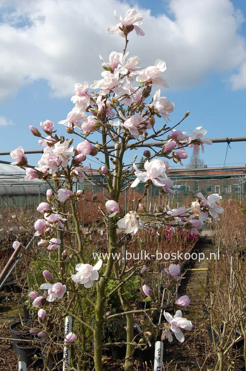Magnolia 'Alixeed'