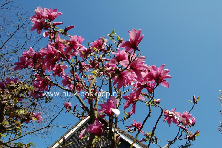Magnolia 'Apollo'